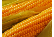 Крістель - кукурудза, 80 000 насінь, Евраліс фото, цiна